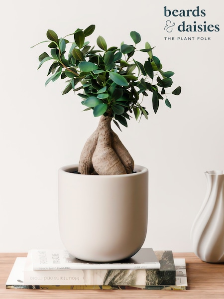 Beards & Daisies Oyster Ficus Ginseng & Earthenware Pot (Y10512) | £42