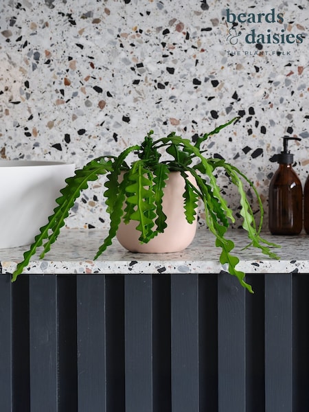 Beards & Daisies Pink Clay Fishbone Cactus & Earthenware Pot (Y10516) | £33