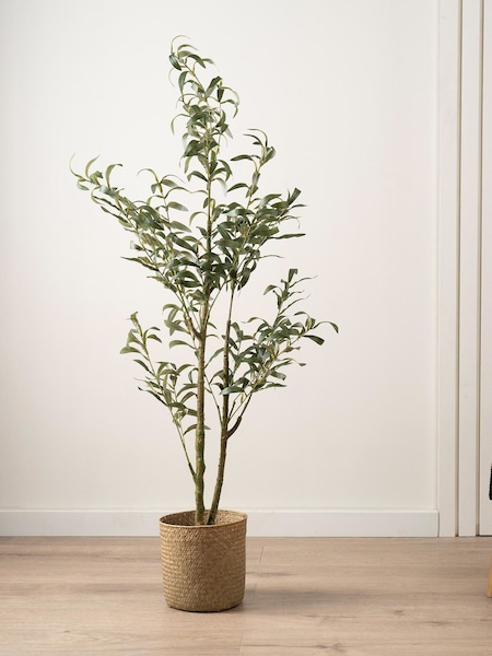 Scottish Everlastings Ltd Slim Silhouette Olive Tree