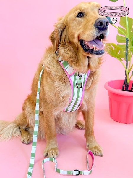 Pawsome Paws Boutique Green Dog Lead (824173) | €20