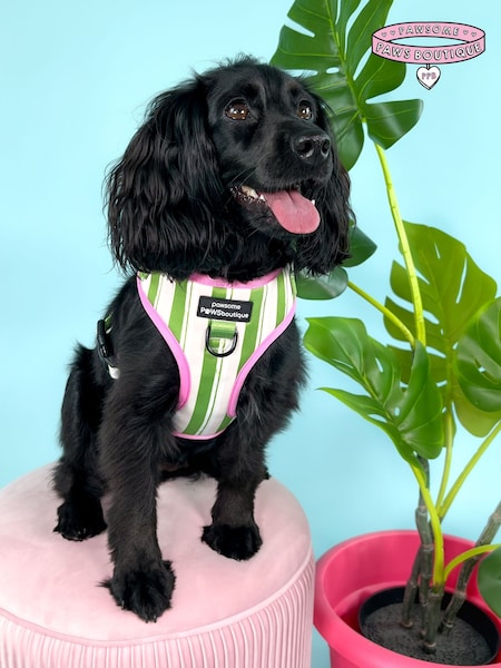 Pawsome Paws Boutique Green Adjustable Dog Harness (824260) | €35