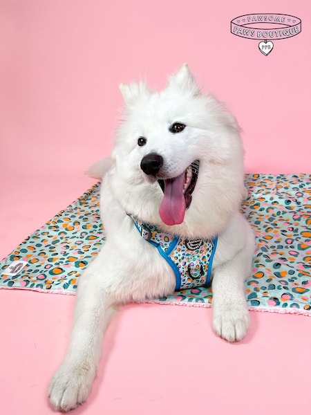 Pawsome Paws Boutique Blue Dog Blanket (827526) | €36