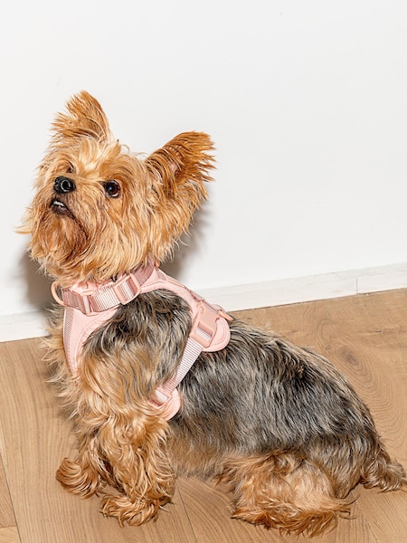 Wild One Pink Pink Harness (A64536) | €31
