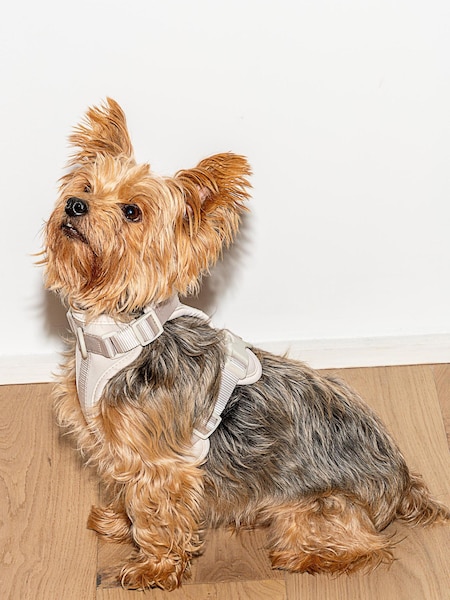 Wild One Grey Grey Harness (A64537) | €31