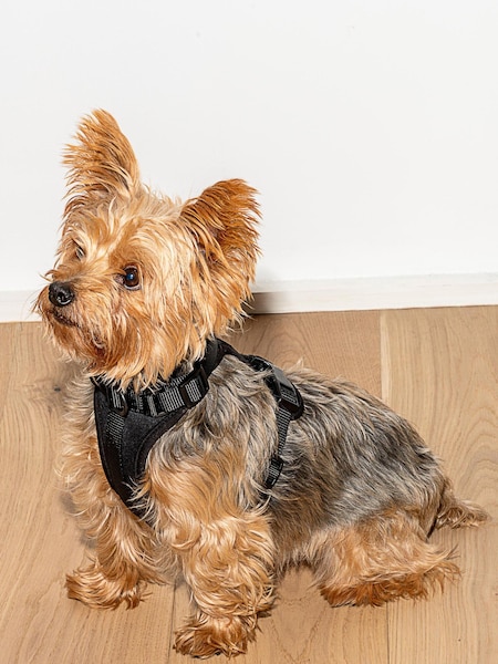Wild One Black Black Harness (A64538) | €31