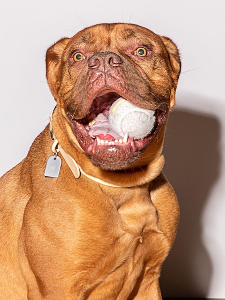 Wild One Tan Brown Tan Collar (A64625) | €25