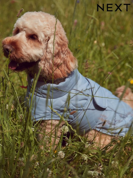 Quilt Dog Coat (B30931) | ‏39 ر.ق. - ‏49 ر.ق.