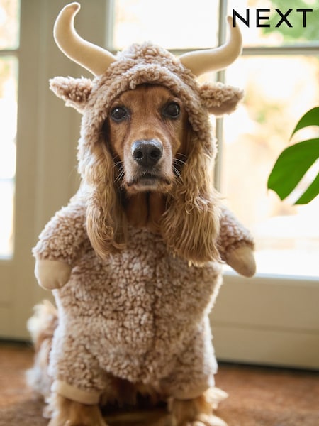 Hamish the Highland Cow Cow Pet Fancy Dress Costume (B58883) | AED38