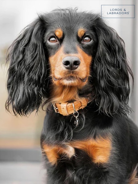 Lords and Labradors Essentials Herdwick Dog Collar (B84670) | €32 - €39