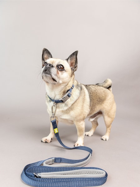 BUILT Blue Pet NightSafe™ Double Handled Small Dog Lead (D78693) | AZN 68