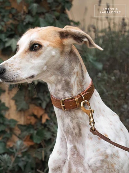 Lords and Labradors Tan Leather Dog Lead (F19571) | € 78 - € 94