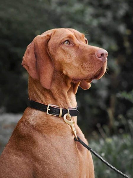 Lords and Labradors Black Leather Dog Lead (F32594) | € 78 - € 94