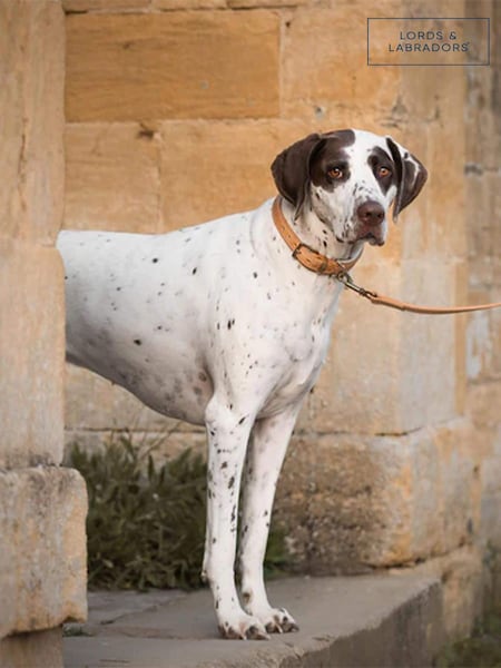 Lords and Labradors Tan Cream Italian Leather Dog Lead (G62511) | €81 - €95