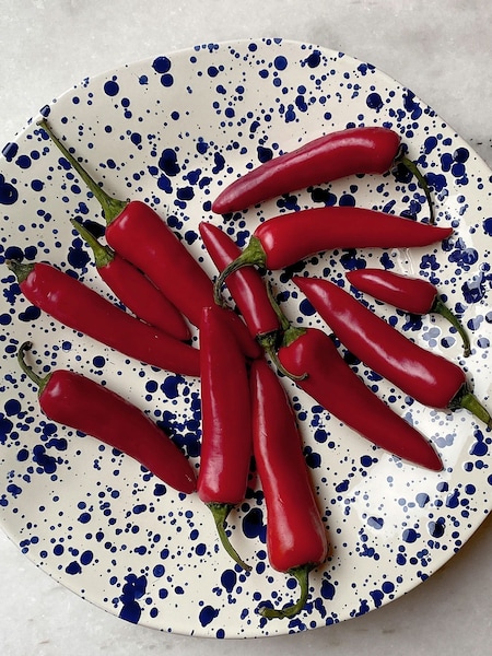 Hot Pottery Blueberry Splatter Shallow Serving Bowl (H58864) | €64