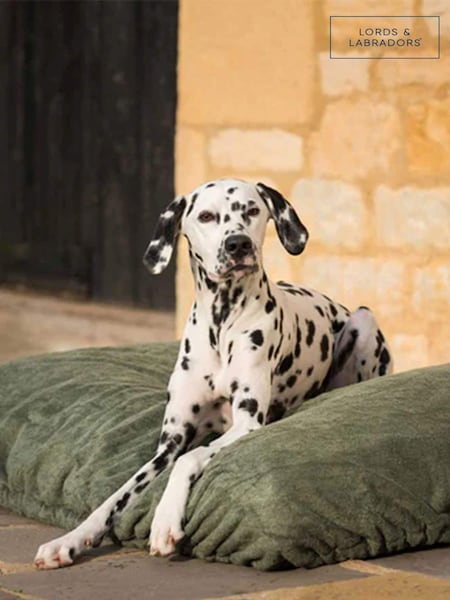 Lords and Labradors -koiran kuivaustyynyn päällinen (Q96207) | €47 - €71