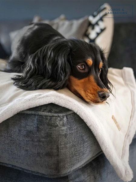 Lords and Labradors Essentials deken van keperstof met hondenprint (Q99826) | € 54