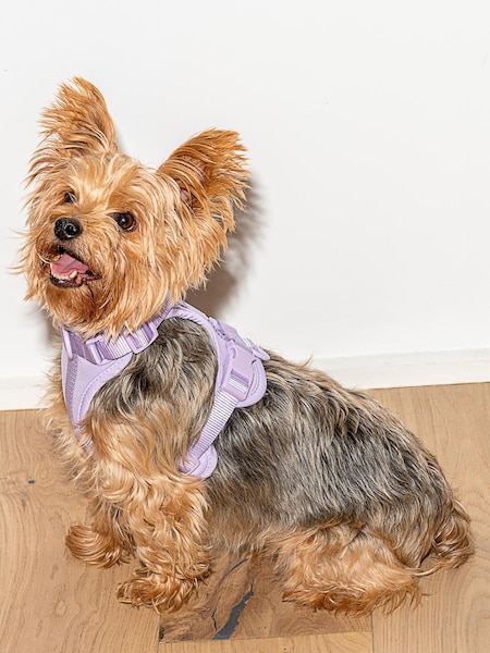Wild One Purple Purple Harness (T15591) | €31