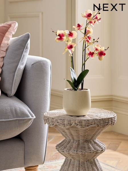 Artificial Orchid In Ceramic Cream Pot