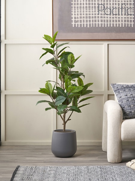 Pacific Magnolia Tree In Pot