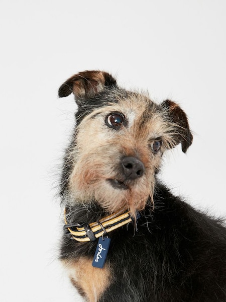 Yellow Striped Adjustable Dog Collar (602026) | £14 - £16