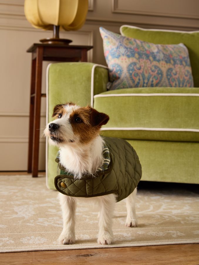Joules dog pyjamas outlet
