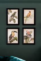Set of 4 Black Tropical Birds Framed Print Wall Art
