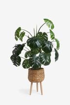 Green Artificial Cheese Plant in Rattan Planter With Legs