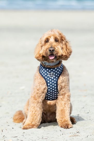 buy dog harness near me