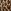 Braun mit Leopardenmuster