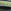 Black/Lime Green