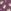 Purple Hedgehog