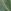 Green Leaf