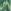Green Ikat