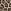 Braun mit Leopardenmuster