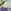 Penton Damson Purple