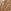 Medium Brown
