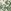 Green/White