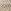 Cream Snakeprint