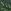Green Leaves