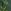 Green Leaves