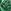 Estampado verde