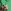 Green Tropical