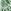 Green Print
