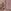 Pink Fairy Icons