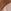 Brown/White
