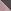 Charcoal Grey/Pink