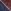 Berry Red/Navy Blue