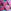 Blau/Rosa, Geo