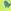 Yellow Green Shark