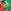Red/Green Tropical